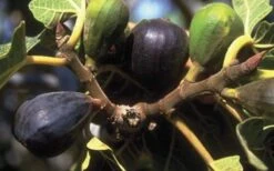 LSU Purple Fig Tree - 3 Gallon Pot -Breeze Sprout Sales 10072 lsu purple fig