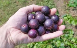 Nesbitt Muscadine Grape Vine - 1 Gallon Pot -Breeze Sprout Sales 10547 nesbitt muscadine
