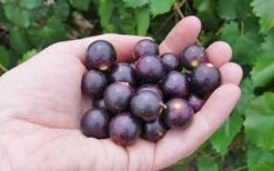 Noble Muscadine Grape Vine (Self Fertile) - 1 Gallon Pot -Breeze Sprout Sales 10548 noble muscadine