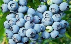 Powderblue Rabbiteye Blueberry - 1 Gallon Pot 7 Powderblue Rabbiteye Blueberry - 1 Gallon Pot -Breeze Sprout Sales 3591 powder blue blueberry 1