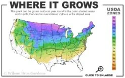 Arctic Fire Red Twig Dogwood - 3 Gallon Pot 9 Arctic Fire Red Twig Dogwood - 3 Gallon Pot -Breeze Sprout Sales 3a 8a 3