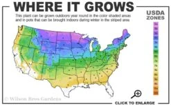 Cats Pajamas Catmint - 1 Gallon Pot 7 Cats Pajamas Catmint - 1 Gallon Pot -Breeze Sprout Sales 3a 8b 22