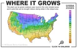 Limelight PeeGee Hydrangea - 6 Pack Of 1 Gallon Pots -Breeze Sprout Sales 3a 9b 8