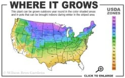 Grancy Graybeard - White Fringe Tree - 7 Gallon Pot (2-3') -Breeze Sprout Sales 3b 9a 1