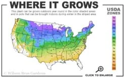 Shadblow Serviceberry Tree (Amelanchier Canadensis) - 5 Gallon Pot -Breeze Sprout Sales 4A 8B 7
