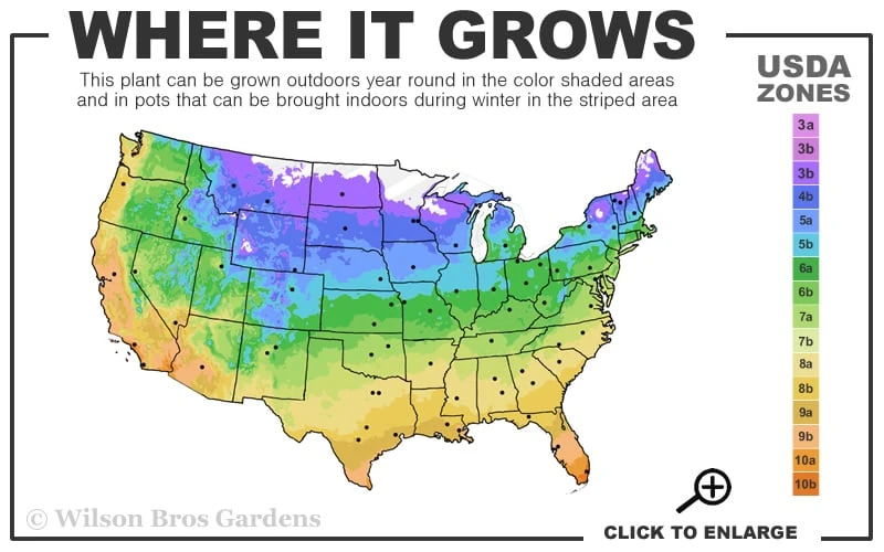 Orange Mint Plant - 4 Pack Of Quart Pots 3 Orange Mint Plant - 4 Pack Of Quart Pots - Image 3