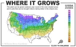 Miss Kim Lilac - 2 Gallon Pot 6 Miss Kim Lilac - 2 Gallon Pot -Breeze Sprout Sales 4a 8a