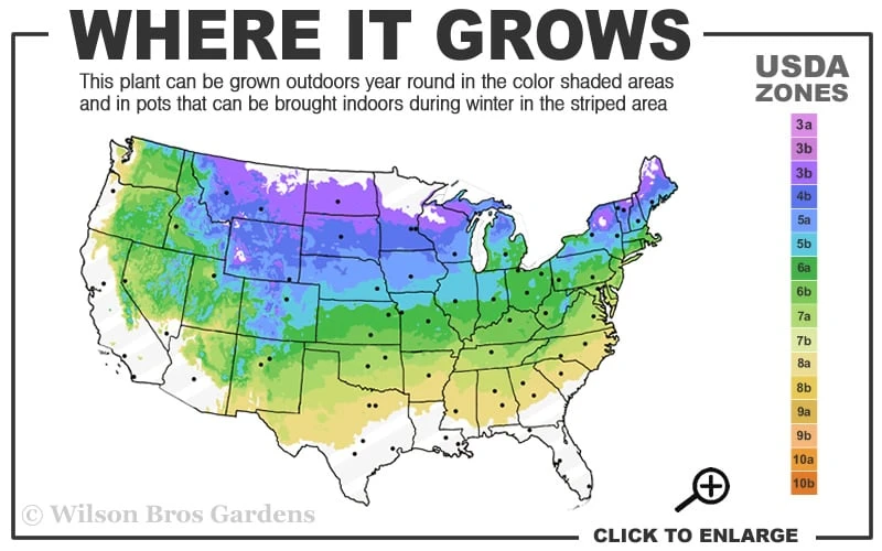 Miss Kim Lilac - 2 Gallon Pot 3 Miss Kim Lilac - 2 Gallon Pot - Image 3