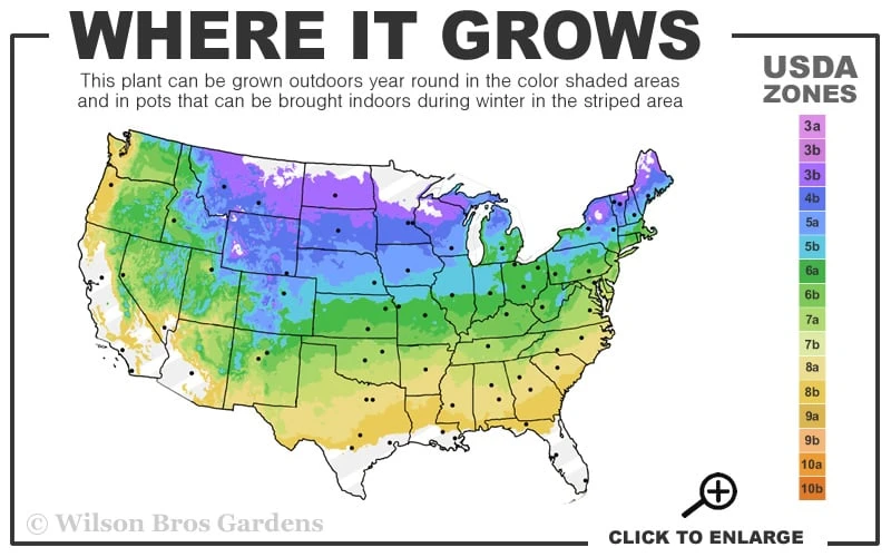 Queen Of The Prairie Hollow Stem Joe Pye Weed - 1 Gallon Pot 3 Queen Of The Prairie Hollow Stem Joe Pye Weed - 1 Gallon Pot - Image 3