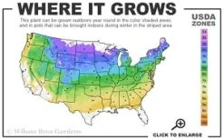 Washington Hawthorn (Crataegus Phaenopyrum) - 1 Gallon Pot -Breeze Sprout Sales 4a 8b thumbnail 1