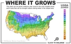 Climbing Hydrangea 'Petiolaris' - 1 Gallon Pot -Breeze Sprout Sales 4a 9a
