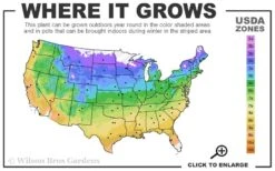 American Hazelnut (Filbert) - 3 Gallon Pot -Breeze Sprout Sales 4a 9b 42