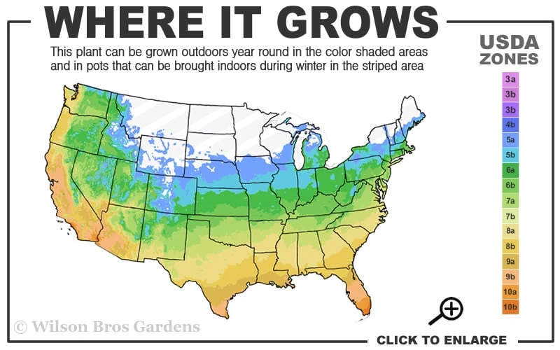 L.A. Dreamin Hydrangea - 3 Gallon Pot 3 L.A. Dreamin Hydrangea - 3 Gallon Pot - Image 3