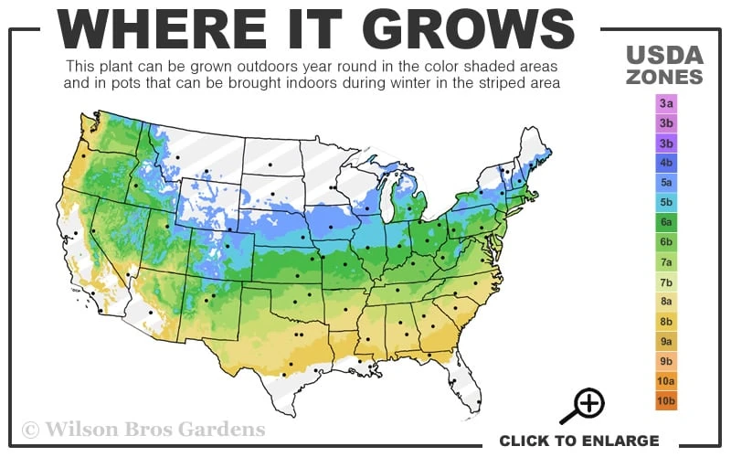 Mary Poppins Azalea (Rhododendron) - 3 Gallon Pot 3 Mary Poppins Azalea (Rhododendron) - 3 Gallon Pot - Image 3