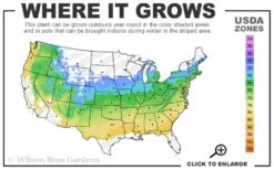 Niagara Seedless Grape Vine - 2 Gallon Pot 5 Niagara Seedless Grape Vine - 2 Gallon Pot -Breeze Sprout Sales 5a 8b 17