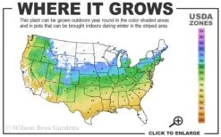 At Last Rose - 3 Gallon Pot 9 At Last Rose - 3 Gallon Pot -Breeze Sprout Sales 5a 9a 3