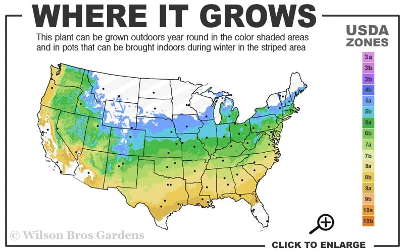 Jubilee Southern Highbush Blueberry - 1 Gallon Pot 3 Jubilee Southern Highbush Blueberry - 1 Gallon Pot - Image 3