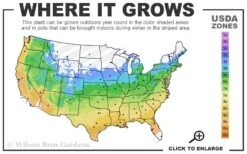 Snow Queen Oakleaf Hydrangea - 1 Gallon Pot -Breeze Sprout Sales 5a 9b 33