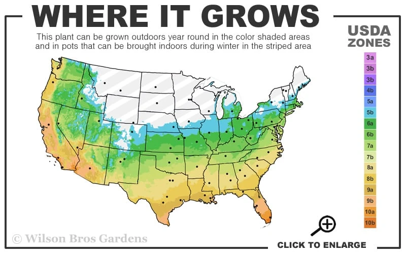 Silver Mist Sweetbay Magnolia - 3 Gallon Pot 3 Silver Mist Sweetbay Magnolia - 3 Gallon Pot - Image 3