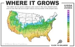 Sweetbay Magnolia - 7 Gallon Pot (5-6') -Breeze Sprout Sales 5b 11