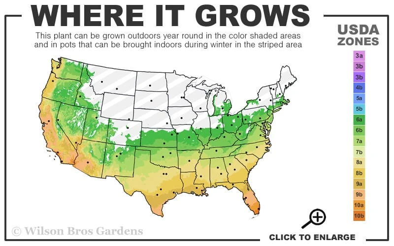 Austin Pomegranate - 3 Gallon Pot 3 Austin Pomegranate - 3 Gallon Pot - Image 3