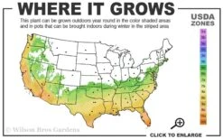 Russian 26 Cold Hardy Pomegranate - 6 Pack Of 1 Gallon Pots -Breeze Sprout Sales 6B 11