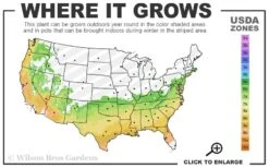 Perfecto Mundo Double Purple Reblooming Azalea - 2 Gallon Pot -Breeze Sprout Sales 6B 9B 24