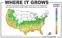 Winter's Snowman Camellia Hybrid - 7 Gallon Pot (2-3') 6 Winter's Snowman Camellia Hybrid - 7 Gallon Pot (2-3') -Breeze Sprout Sales 6a 10a 2