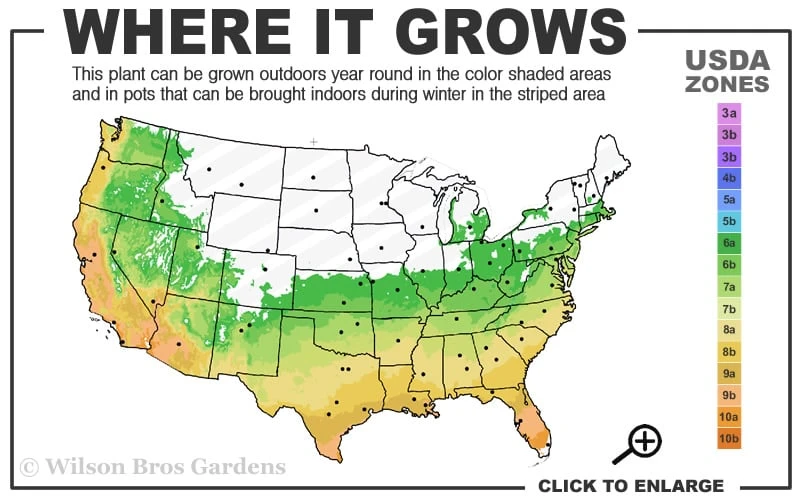 Winter's Snowman Camellia Hybrid - 7 Gallon Pot (2-3') 3 Winter's Snowman Camellia Hybrid - 7 Gallon Pot (2-3') - Image 3