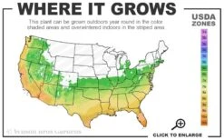 Alta Southern Magnolia - 7 Gallon Pot (3-4') -Breeze Sprout Sales 6a 10b 5