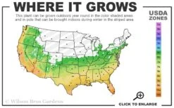 Golden Oregano - 5 Pack Of Pint Pots 8 Golden Oregano - 5 Pack Of Pint Pots -Breeze Sprout Sales 6a 11 9