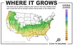 Coastal Azalea (Rhododendron Atlanticum) - 3 Gallon Pot 9 Coastal Azalea (Rhododendron Atlanticum) - 3 Gallon Pot -Breeze Sprout Sales 6a 8b