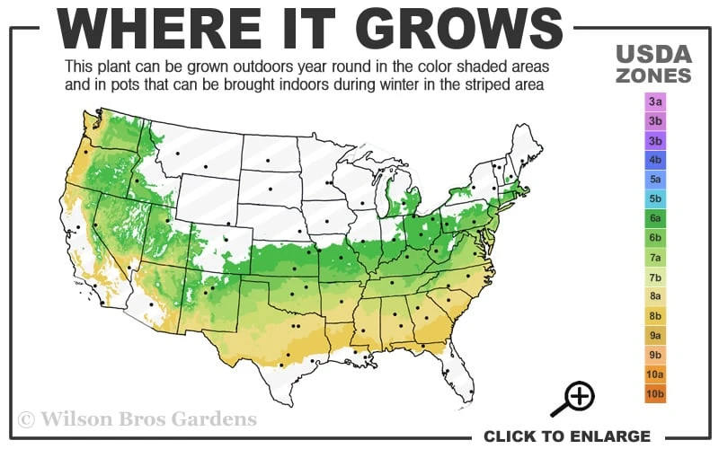 Otto Luyken English Laurel (Prunus Laurocersasus) - 6 Pack Of 1 Gallon Pots 3 Otto Luyken English Laurel (Prunus Laurocersasus) - 6 Pack Of 1 Gallon Pots - Image 3