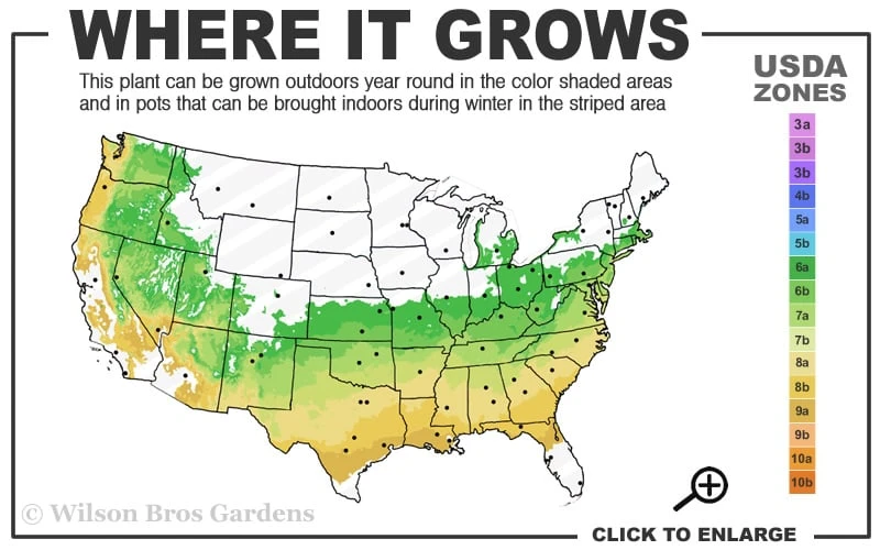 Arp Rosemary Pyramid Form - 2 Gallon Pot 3 Arp Rosemary Pyramid Form - 2 Gallon Pot - Image 3
