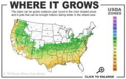 Arp Rosemary - 1 Gallon Pot -Breeze Sprout Sales 6a 9a 5