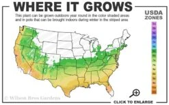 Super Trouper Velvet Red Dianthus (Carnation) - 5 Pack Of Quart Pots -Breeze Sprout Sales 6a 9b 81