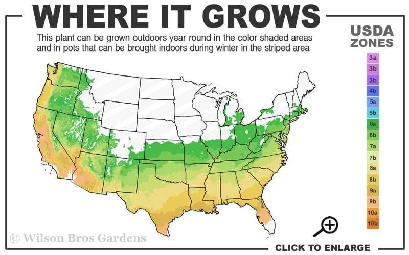 Victoria Cold Hardy Evergreen Magnolia - 3 Gallon Pot 3 Victoria Cold Hardy Evergreen Magnolia - 3 Gallon Pot - Image 3