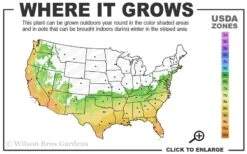 Arctic Dawn Cold Hardy Pink Camellia Hybrid - 1 Gallon Pot -Breeze Sprout Sales 6b 10a