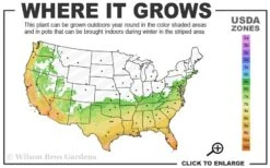 Governor Mouton Red Camellia Japonica - 3 Gallon Pot -Breeze Sprout Sales 6b 10b