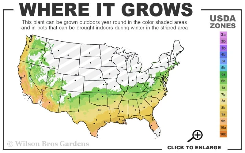 Winter's Star Cold Hardy Camellia - 3 Gallon Pot (SALE) 3 Winter's Star Cold Hardy Camellia - 3 Gallon Pot (SALE) - Image 3