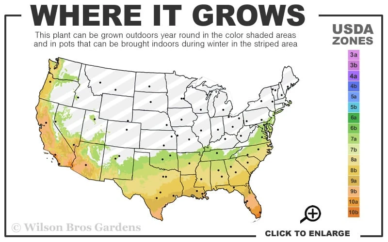 Triumph Muscadine Grape Vine - 1 Gallon Pot 3 Triumph Muscadine Grape Vine - 1 Gallon Pot - Image 3