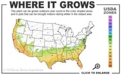 Fruitland's Fortune Tea Olive (Fragrant Osmanthus) - 7 Gallon Pot (4-5') -Breeze Sprout Sales 7a 10a 2
