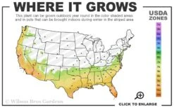 Banana Shrub - 3 Gallon Pot -Breeze Sprout Sales 7a 10b 40