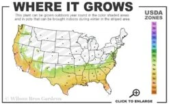 Royal Flush Shi Shi Variegated Camellia Sasanqua - 3 Gallon Pot -Breeze Sprout Sales 7a 9b 51