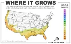 Mardi Gras Southern Indica Azalea - 3 Gallon Pot -Breeze Sprout Sales 7b 10b 12