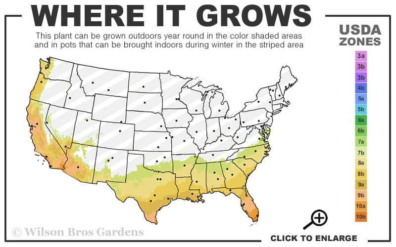 Silver Waves Camellia Japonica - 1 Gallon Pot 3 Silver Waves Camellia Japonica - 1 Gallon Pot - Image 3