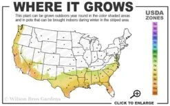 Austin Rabbiteye Blueberry - 1 Gallon Pot -Breeze Sprout Sales 7b 9b 5