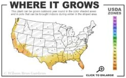 Prostrate Creeping Rosemary - 1 Gallon Pot -Breeze Sprout Sales 8a 11 16