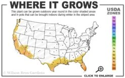 Summit Muscadine - 1 Gallon Pot -Breeze Sprout Sales 8b 11