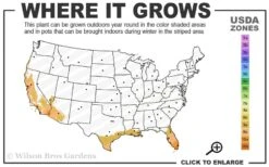 Meyer Lemon Tree (Citrus X Meyeri) - 5 Gallon Pot -Breeze Sprout Sales 9a 11